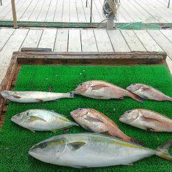 海の釣堀 海恵 釣果