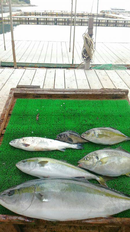 海の釣堀 海恵 釣果