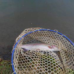 つりぼりあかし 釣果