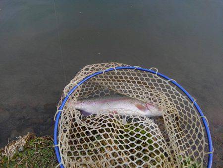 つりぼりあかし 釣果