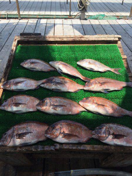 海の釣堀 海恵 釣果