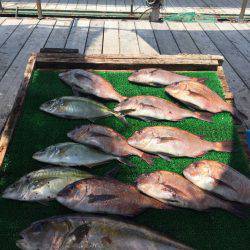 海の釣堀 海恵 釣果