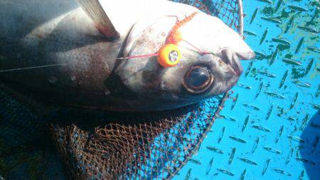 だて丸 釣果