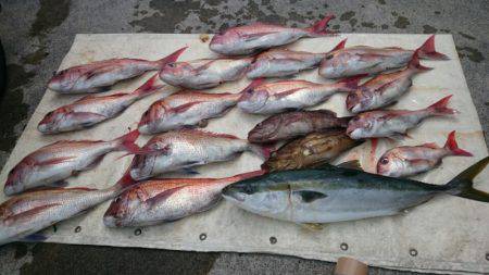 だて丸 釣果