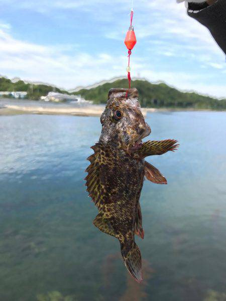 穴釣り 大阪府 大阪ゴルフ場裏 穴釣り ブラクリ タケノコメバル 陸っぱり 釣り 魚釣り 釣果情報サイト カンパリ