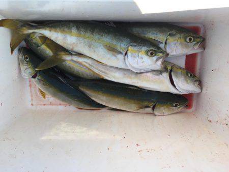 ツバスが釣れてると聞いたんで