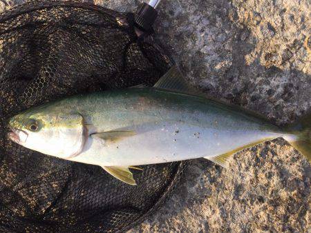 堤防にてハマチ釣れた！！！