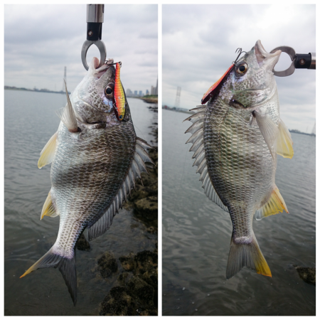 淀川キビレ 大阪府 淀川河口 チニング クロダイ チヌ 陸っぱり 釣り 魚釣り 釣果情報サイト カンパリ