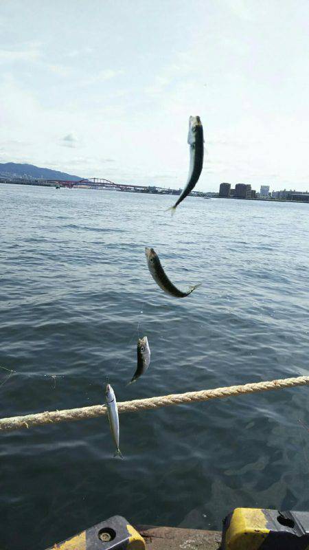 サビキ釣りでサバ沢山、アジ、イワシ少し