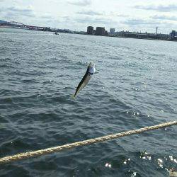 サビキ釣りでサバ沢山、アジ、イワシ少し