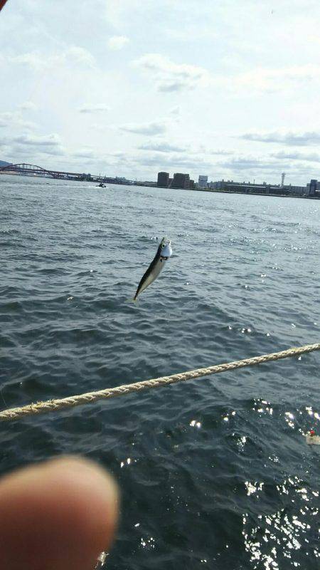 サビキ釣りでサバ沢山、アジ、イワシ少し