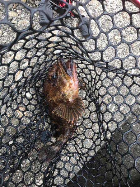 久しぶりの穴釣り