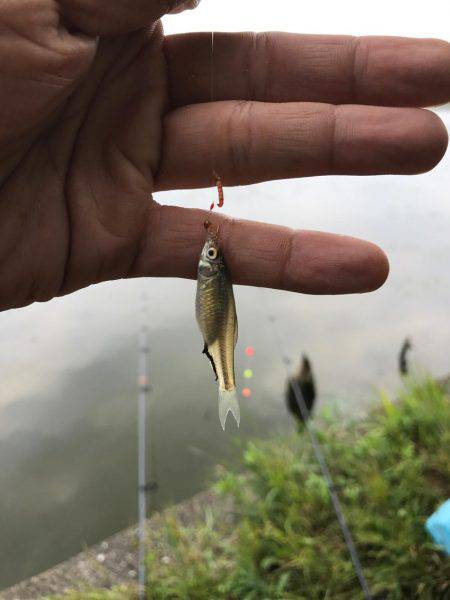 水元公園で、小物釣りしました！