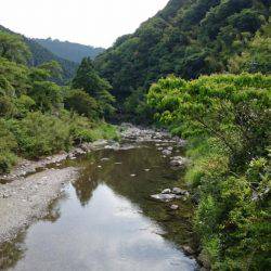 和歌山の小河川で