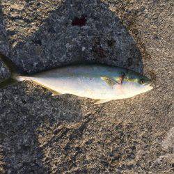 堤防にてハマチ釣れた！！！