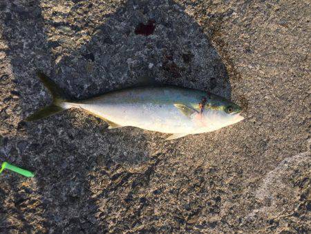 堤防にてハマチ釣れた！！！