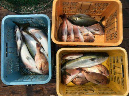 由良海上釣り堀 海人 釣果