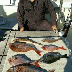 釣り船くわだ 釣果