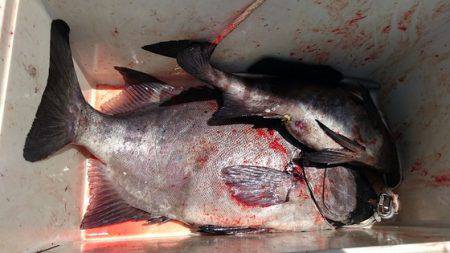 しば渡船 釣果