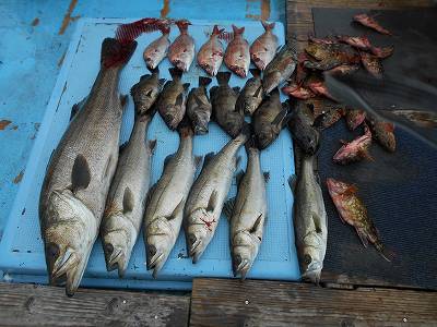 甚栄丸 釣果