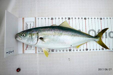 フルコンタクト 釣果