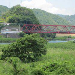 狩野川（狩野川漁業協同組合） 釣果