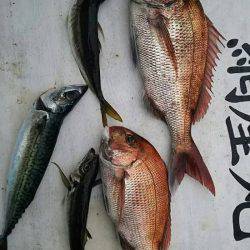 網屋丸 釣果