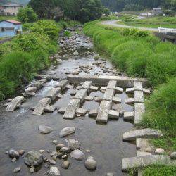 狩野川（狩野川漁業協同組合） 釣果