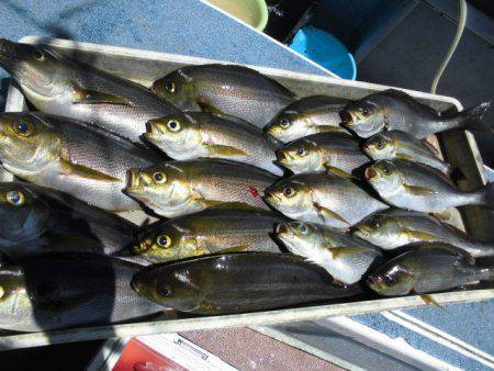 大進丸（愛知） 釣果