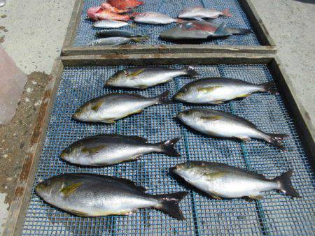 大進丸（愛知） 釣果