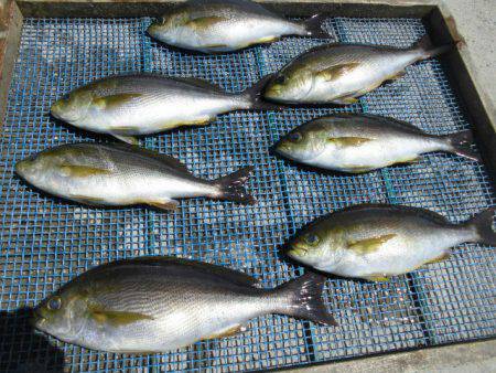 大進丸（愛知） 釣果