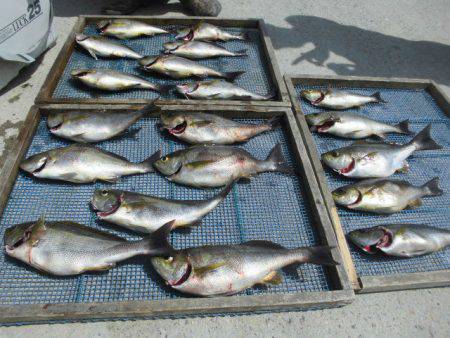 大進丸（愛知） 釣果