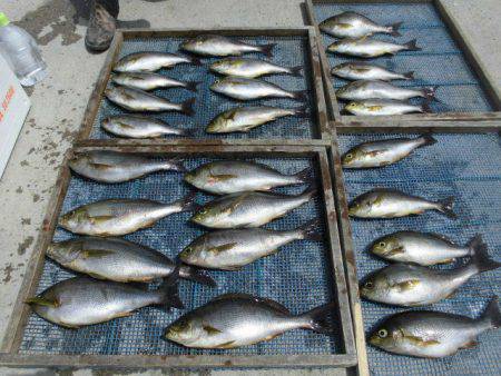 大進丸（愛知） 釣果