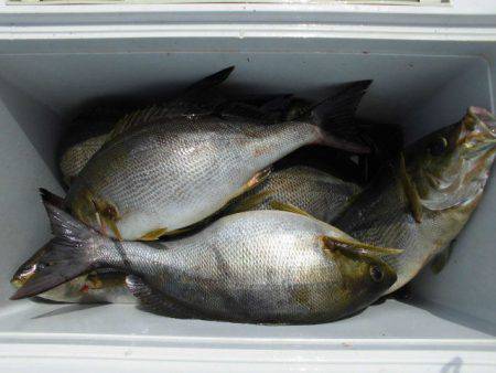 大進丸（愛知） 釣果