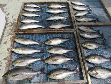 大進丸（愛知） 釣果