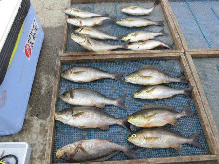 大進丸（愛知） 釣果