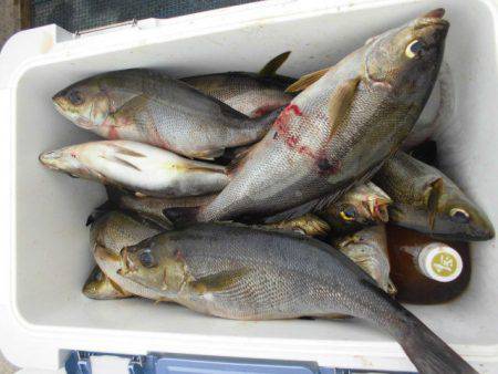 大進丸（愛知） 釣果