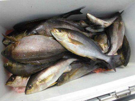 大進丸（愛知） 釣果