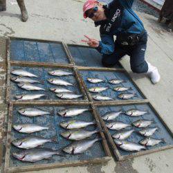 大進丸（愛知） 釣果