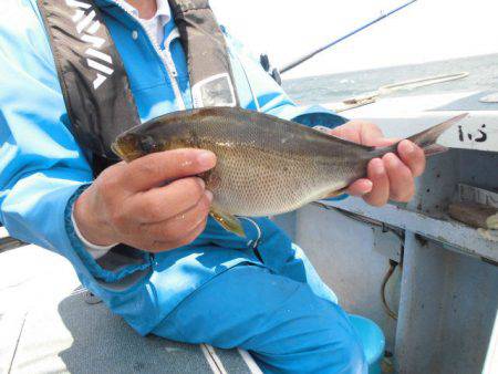 大進丸（愛知） 釣果