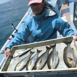 大進丸（愛知） 釣果