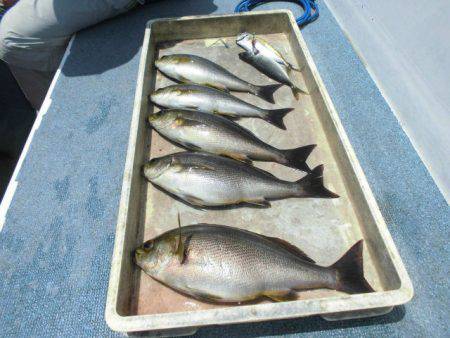 大進丸（愛知） 釣果