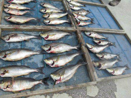 大進丸（愛知） 釣果