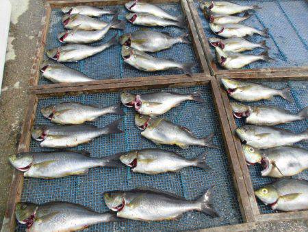 大進丸（愛知） 釣果