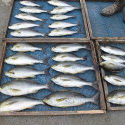 大進丸（愛知） 釣果