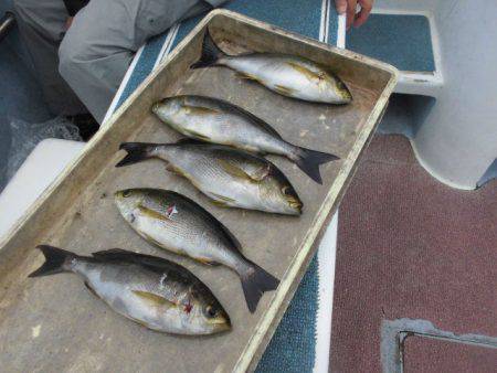 大進丸（愛知） 釣果