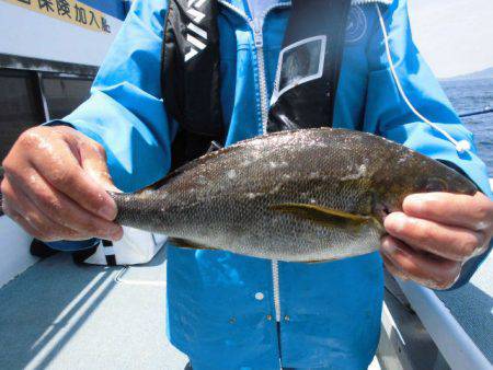 大進丸（愛知） 釣果