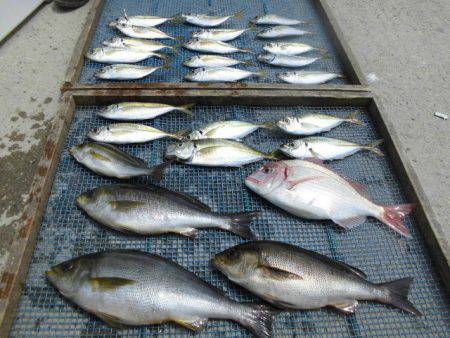 大進丸（愛知） 釣果