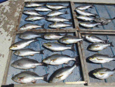 大進丸（愛知） 釣果