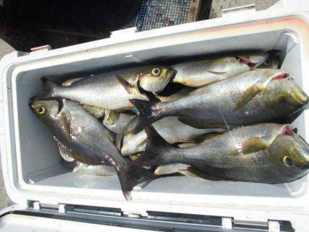 大進丸（愛知） 釣果